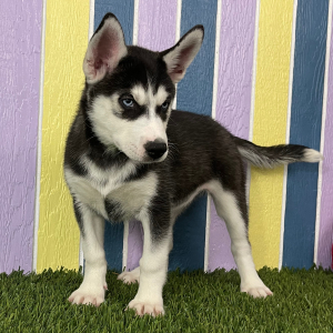 Siberian Husky Puppy Belle
