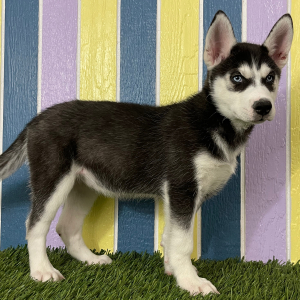 Siberian Husky Puppy Belle
