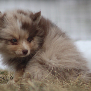 Pomsky Puppy Princeton