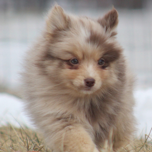 Pomsky Puppy Princeton