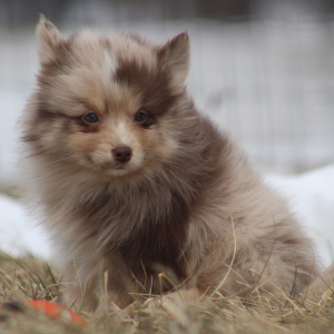 Pomsky Puppy Princeton