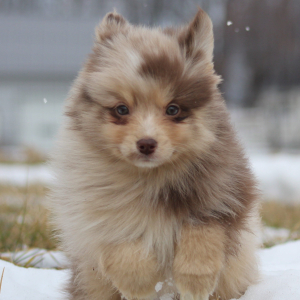 Pomsky Puppy Princeton