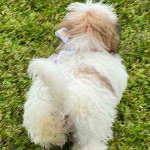 Shih Tzu Puppy Amara