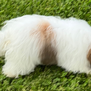 Shih Tzu Puppy Amara