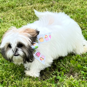 Shih Tzu Puppy Amara