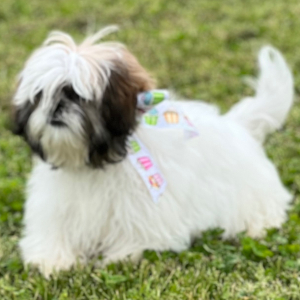Shih Tzu Puppy Amara