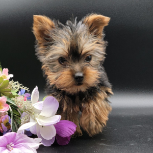 Yorkshire Terrier Puppy Charlie