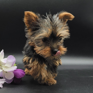 Yorkshire Terrier Puppy Charlie