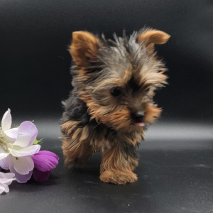 Yorkshire Terrier Puppy Charlie