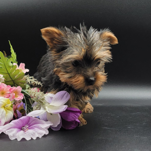 Yorkshire Terrier Puppy Charlie