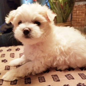 Maltese Puppy Polly