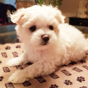 Maltese Puppy Polly
