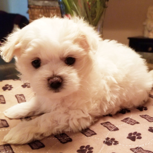 Maltese Puppy Polly
