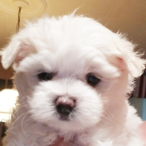 Maltese Puppy Polly