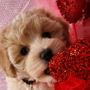 Maltipoo Puppy Elliott