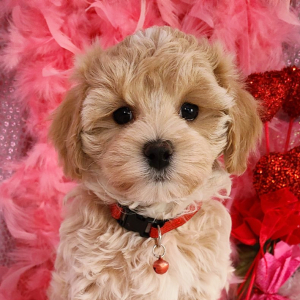 Maltipoo Puppy Elliott