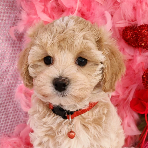 Maltipoo Puppy Elliott