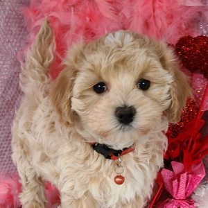 Maltipoo Puppy Elliott