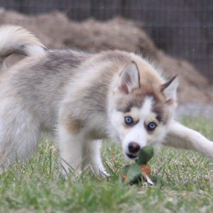Pomsky Puppy Arwen