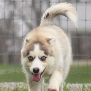 Pomsky Puppy Arwen