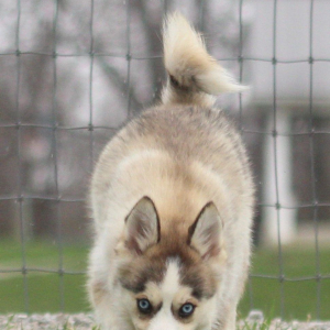 Pomsky Puppy Arwen