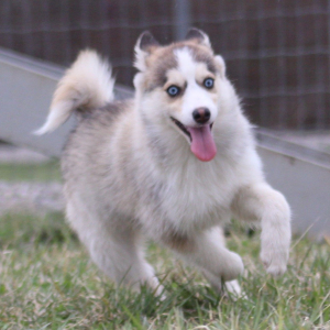 Pomsky Puppy Arwen