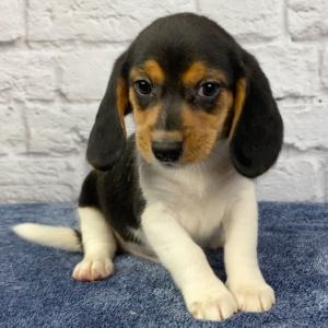 Beagle Puppy Marshall