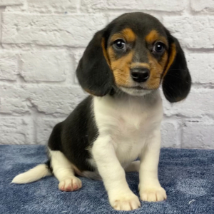 Beagle Puppy Marshall