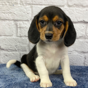 Beagle Puppy Marshall