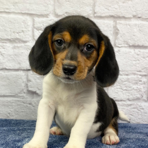 Beagle Puppy Marshall
