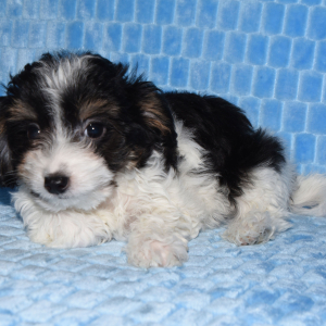 Yorkiepoo Puppy Mark