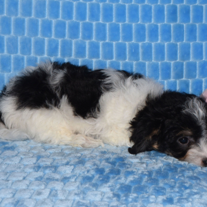 Yorkiepoo Puppy Mark