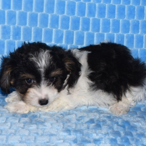 Yorkiepoo Puppy Mark