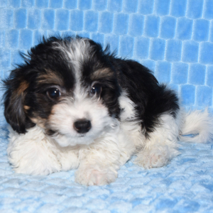 Yorkiepoo Puppy Mark