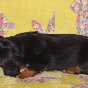Dachshund Puppy Tinsley