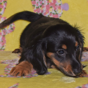 Dachshund Puppy Tinsley