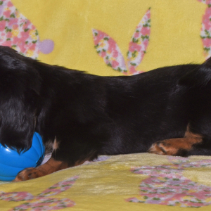 Dachshund Puppy Tinsley