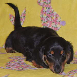 Dachshund Puppy Tinsley