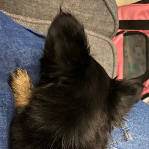 Chihuahua Puppy Beasley