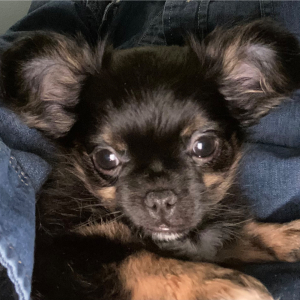 Chihuahua Puppy Beasley