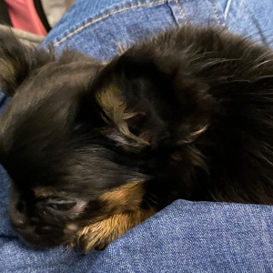 Chihuahua Puppy Beasley