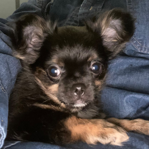 Chihuahua Puppy Beasley