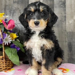 Bernedoodle Puppy Barbara