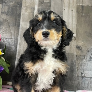 Bernedoodle Puppy Barbara