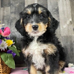 Bernedoodle Puppy Barbara