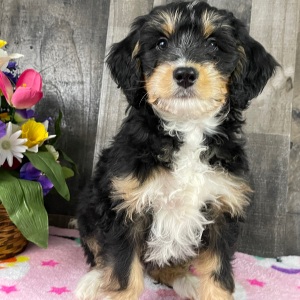 Bernedoodle Puppy Barbara