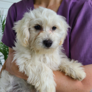 Maltipoo Puppy Jenson
