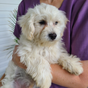 Maltipoo Puppy Jenson