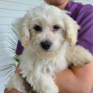 Maltipoo Puppy Jenson