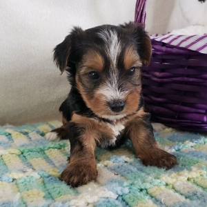 Yorkshire Terrier Puppy Rosie